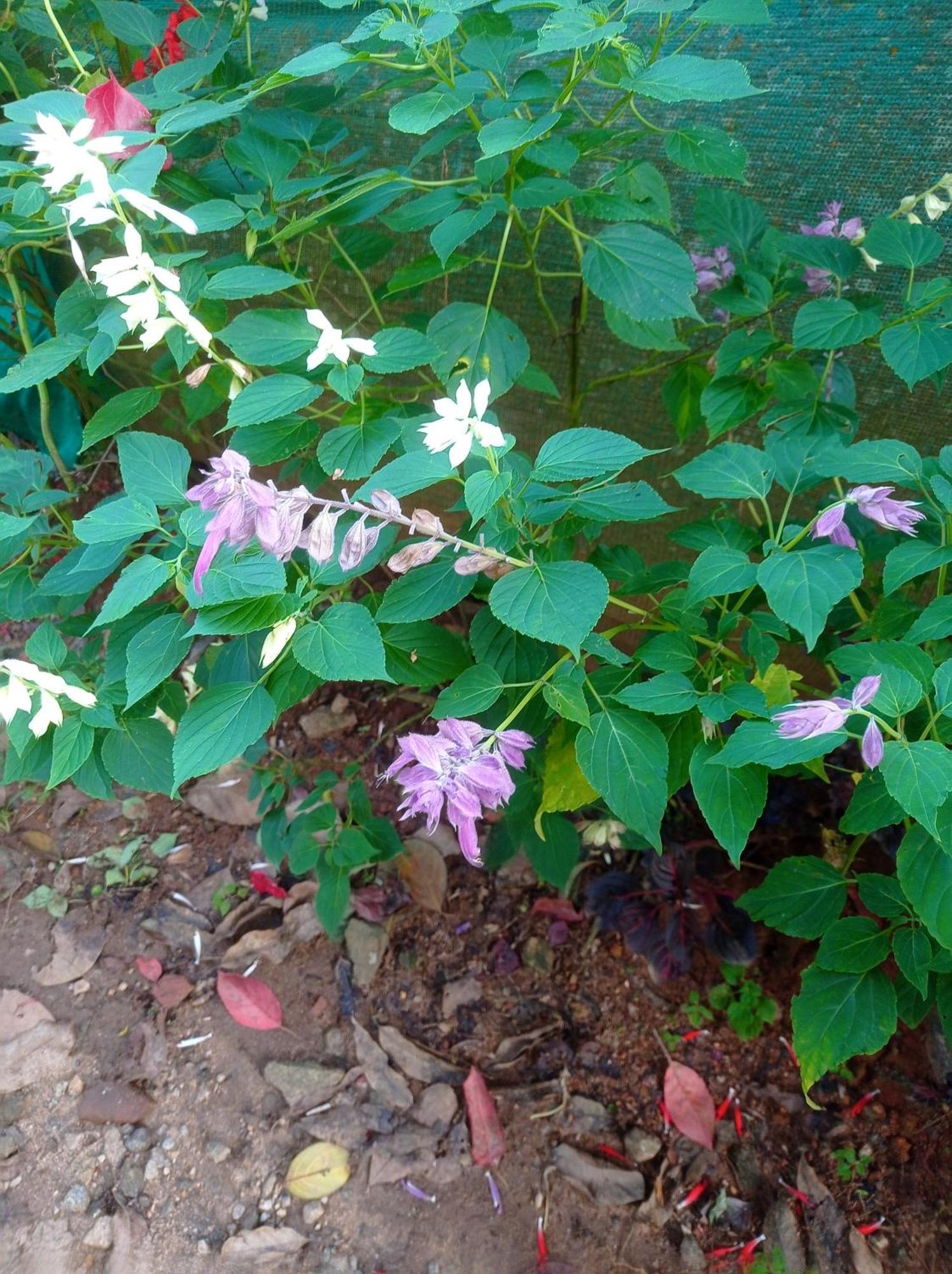 Munnar Home Stay Teadrops Plantation Villa ภายนอก รูปภาพ