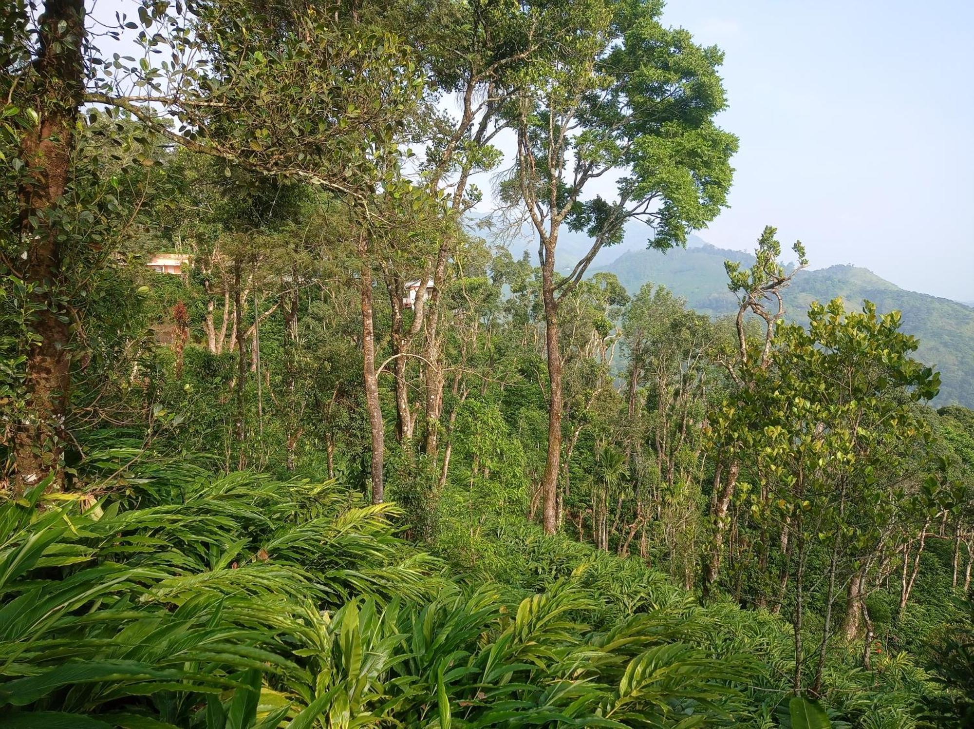 Munnar Home Stay Teadrops Plantation Villa ภายนอก รูปภาพ