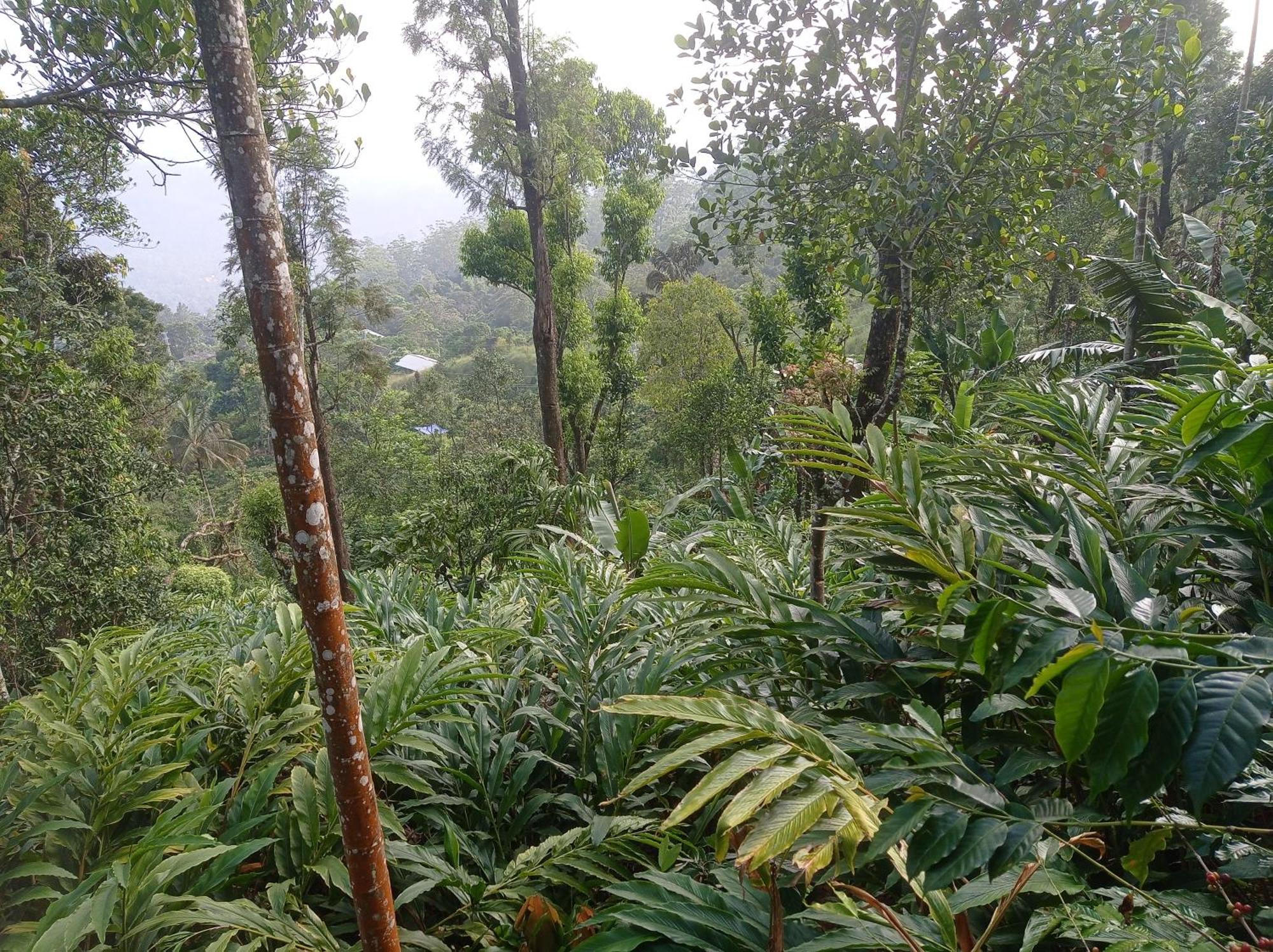 Munnar Home Stay Teadrops Plantation Villa ภายนอก รูปภาพ