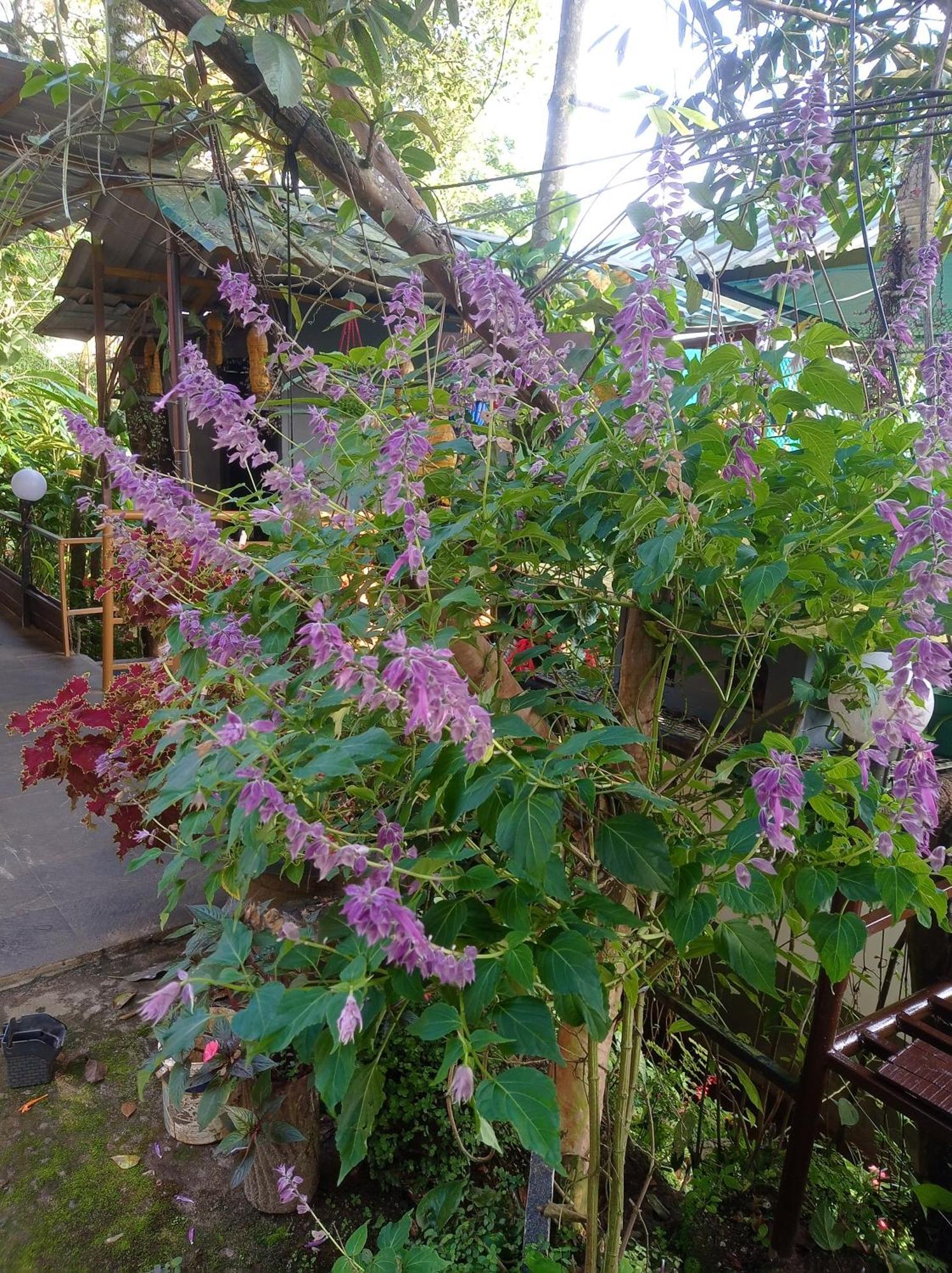 Munnar Home Stay Teadrops Plantation Villa ภายนอก รูปภาพ