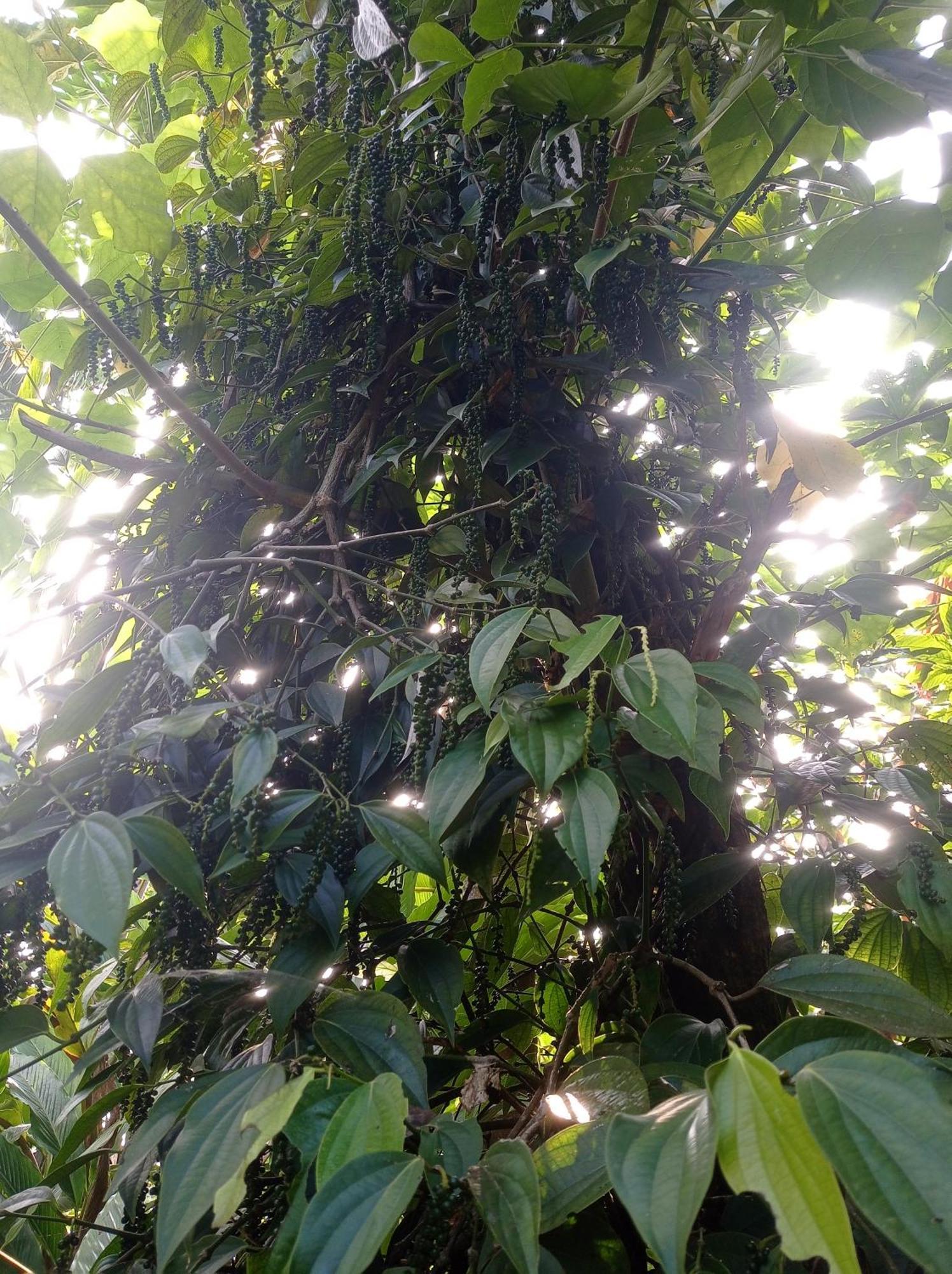 Munnar Home Stay Teadrops Plantation Villa ภายนอก รูปภาพ