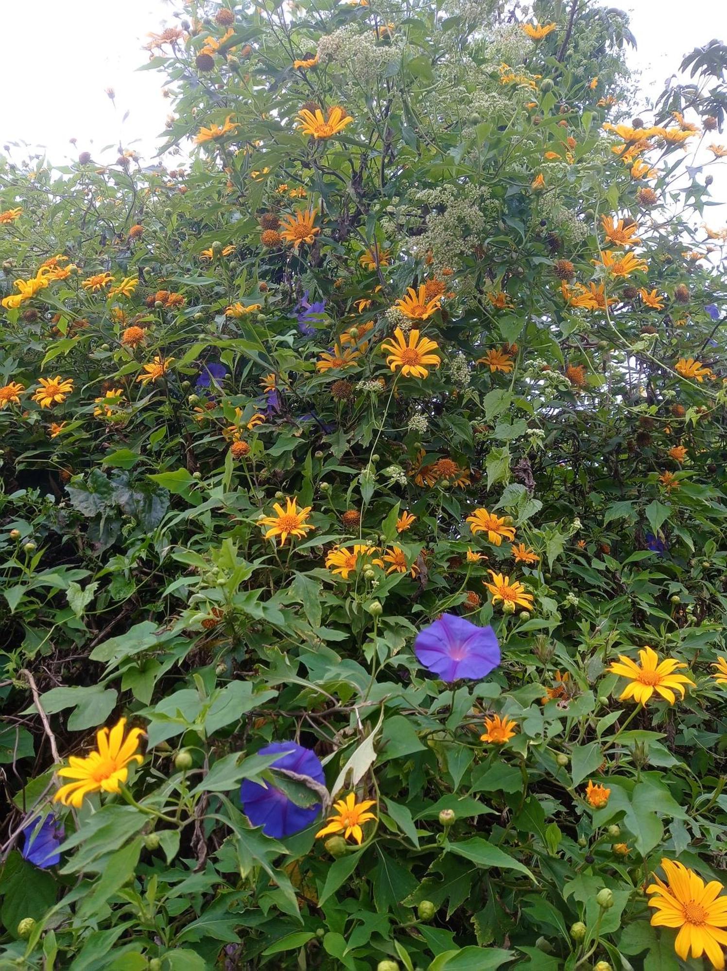 Munnar Home Stay Teadrops Plantation Villa ภายนอก รูปภาพ