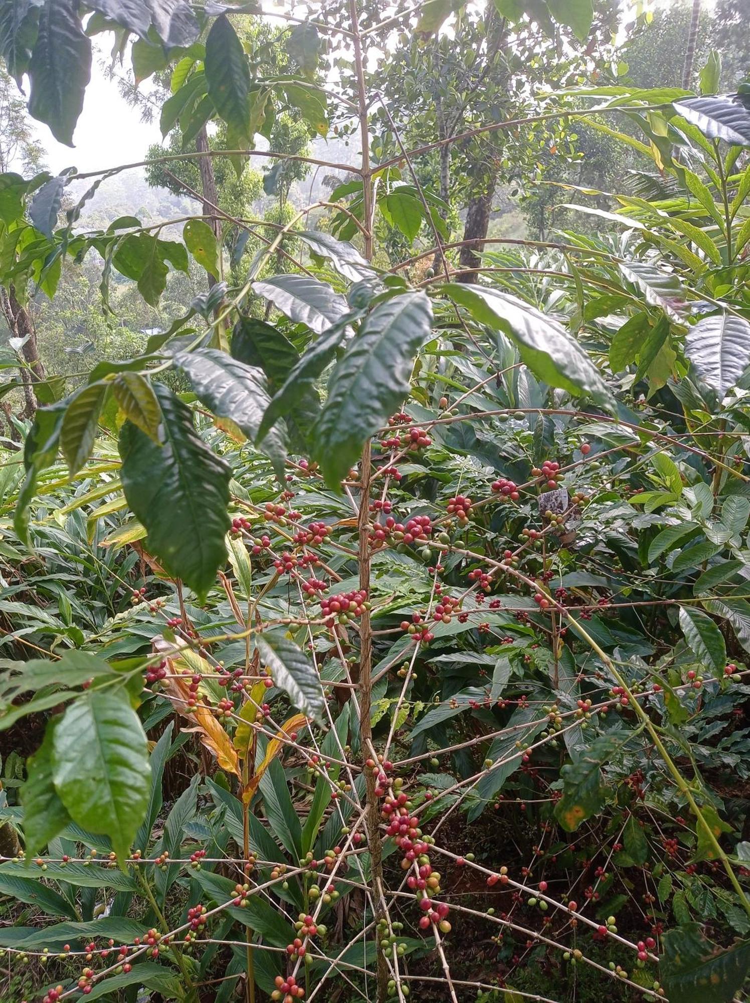 Munnar Home Stay Teadrops Plantation Villa ภายนอก รูปภาพ