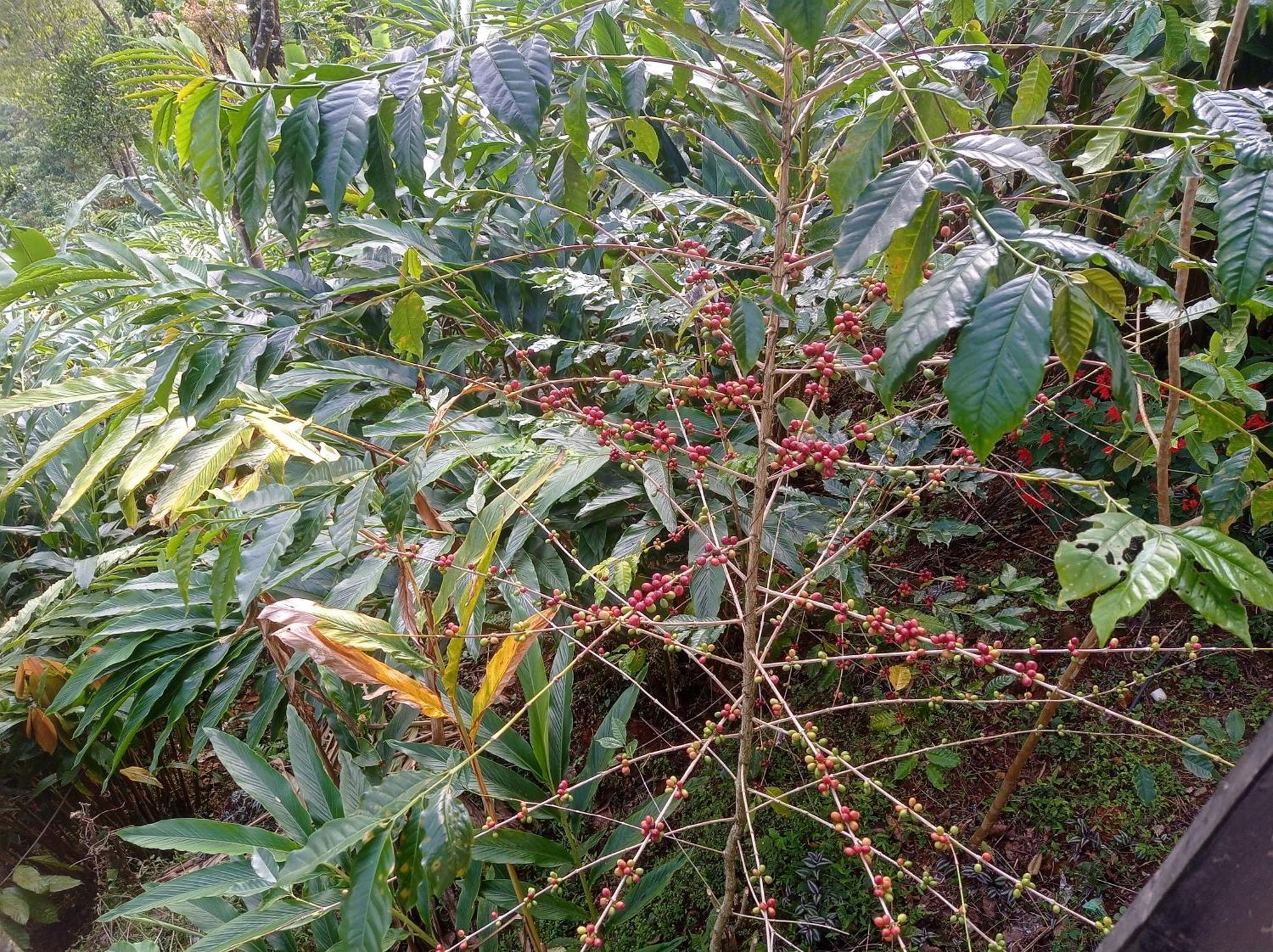 Munnar Home Stay Teadrops Plantation Villa ภายนอก รูปภาพ